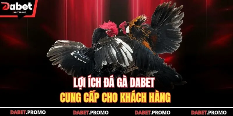 Lợi ích đá gà DABET cung cấp cho khách hàng